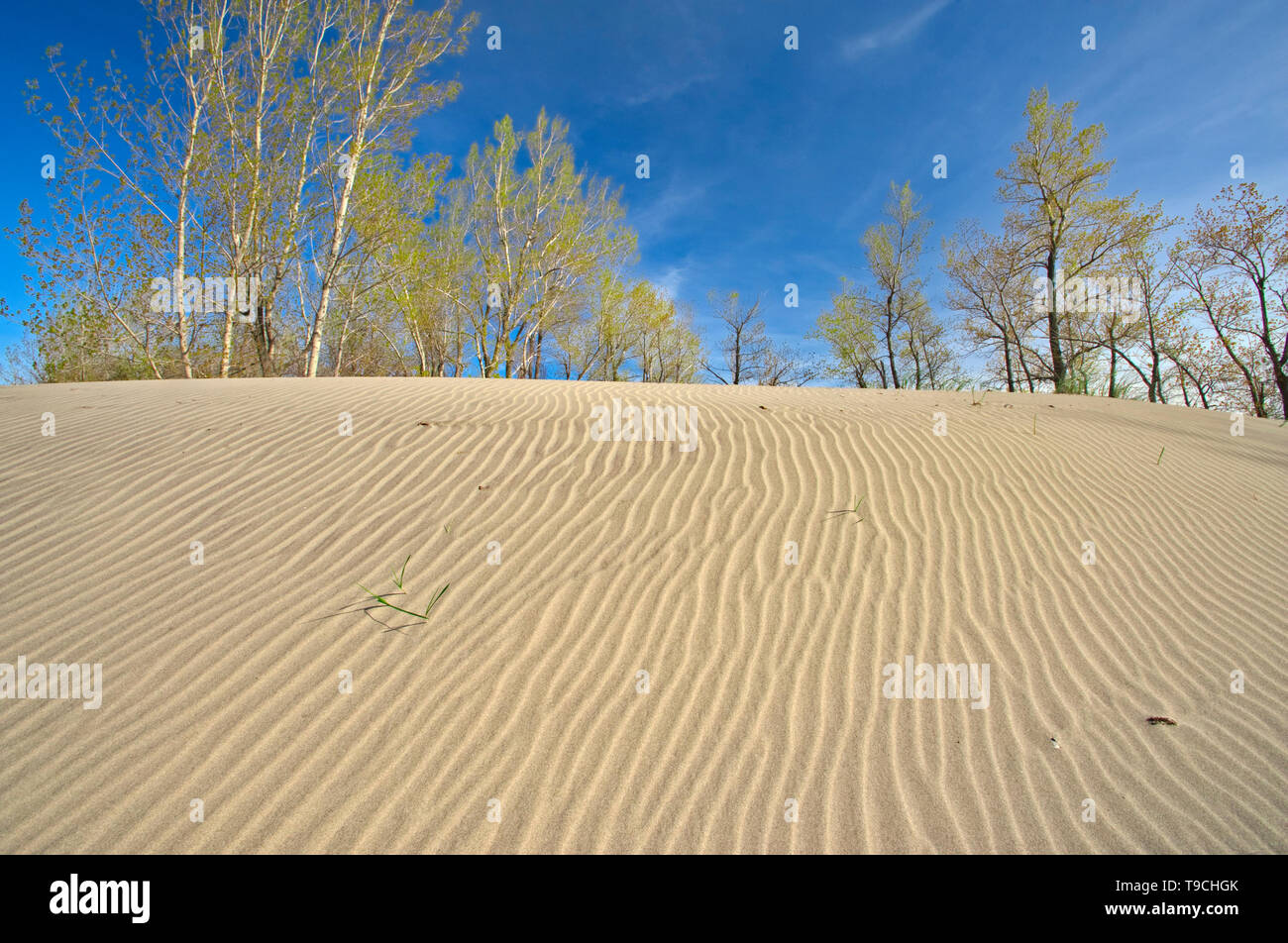 Hardwood trees hires stock photography and images Alamy