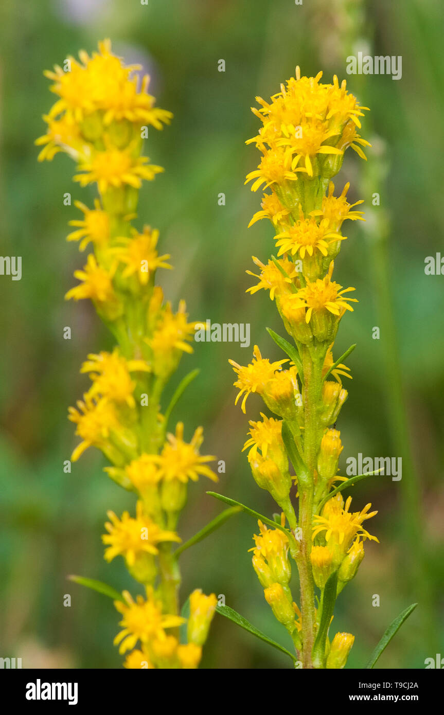 Rocky Mountain Goldenrod, Solidago multiradiata, Canmore, Alberta, Canada Stock Photo