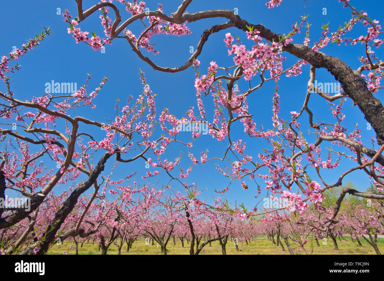 Peach trees in bloom (flowering) on an orchard on Lake Ontario in the Niagara Region. Golden