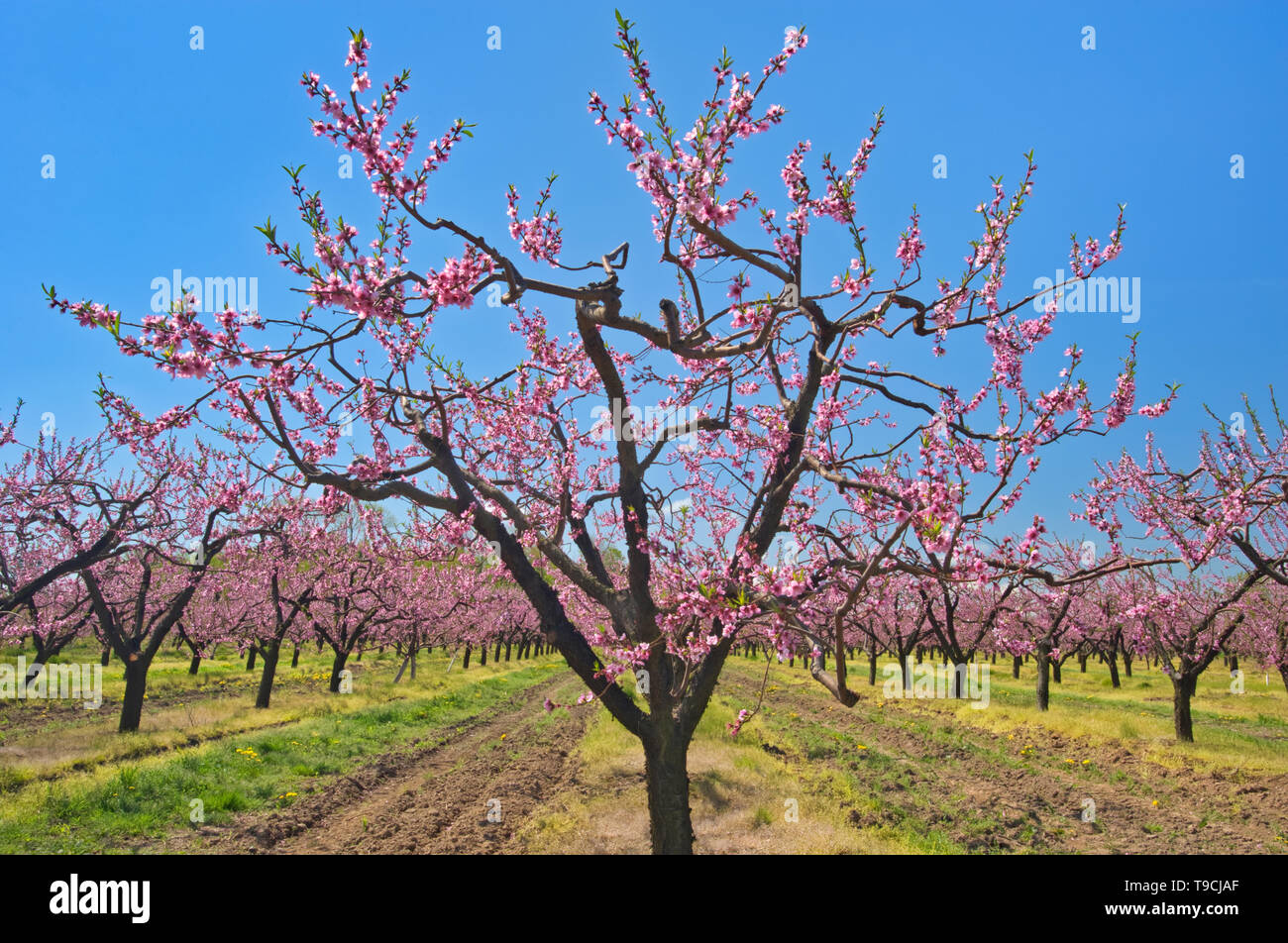 Peach trees in bloom (flowering) on an orchard on Lake Ontario in the Niagara Region. Golden