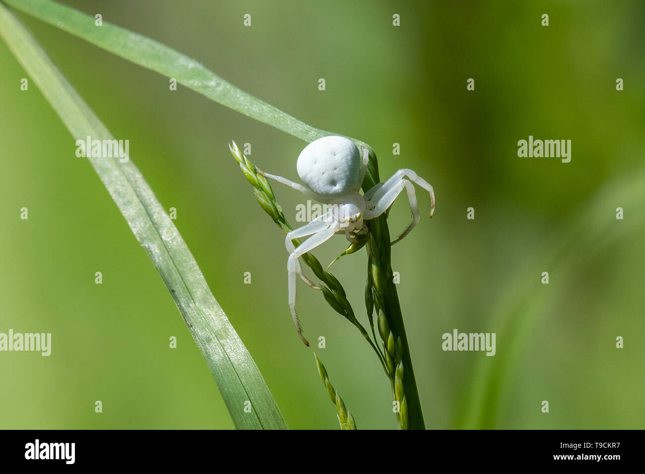 White Crab Spider (Misumena vatia Stock Photo - Alamy