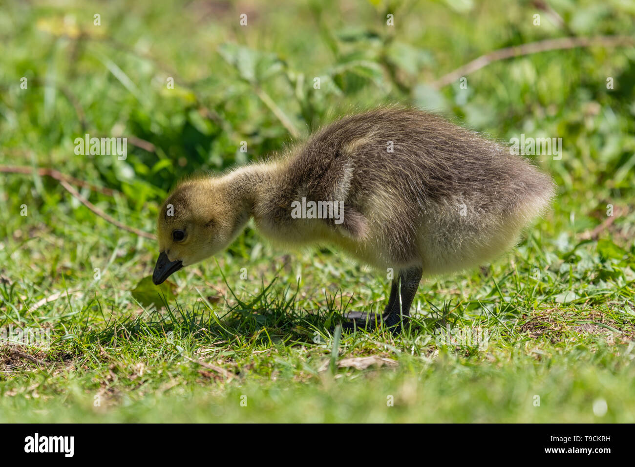 Canada Goose gosling (Branta canadensis) Stock Photo