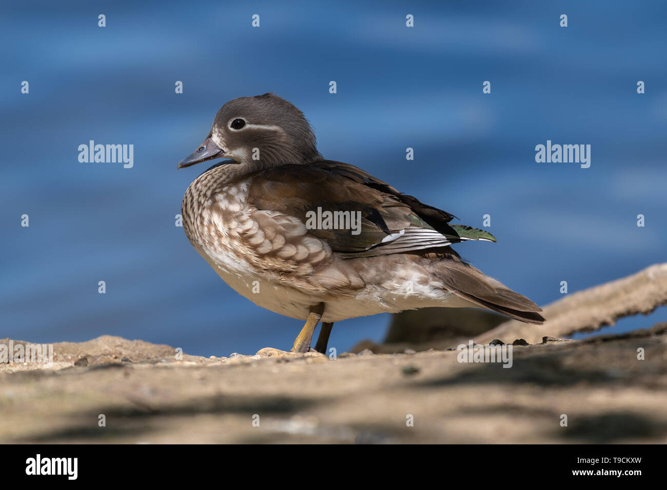 Mandarin duck female (Aix galericulata) Stock Photo