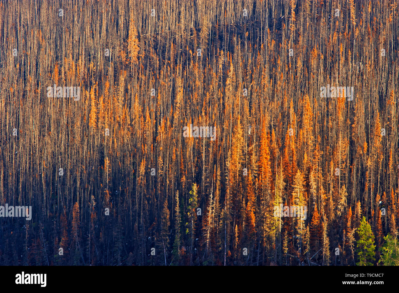 Burn from fire. Fire killed evergreen trees. Collin Range Jasper