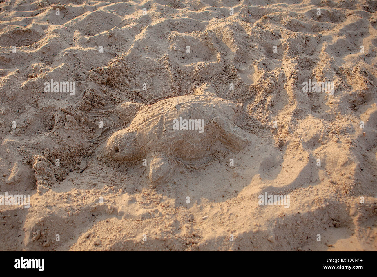 Sand sculpture of a sea turtle Stock Photo Alamy