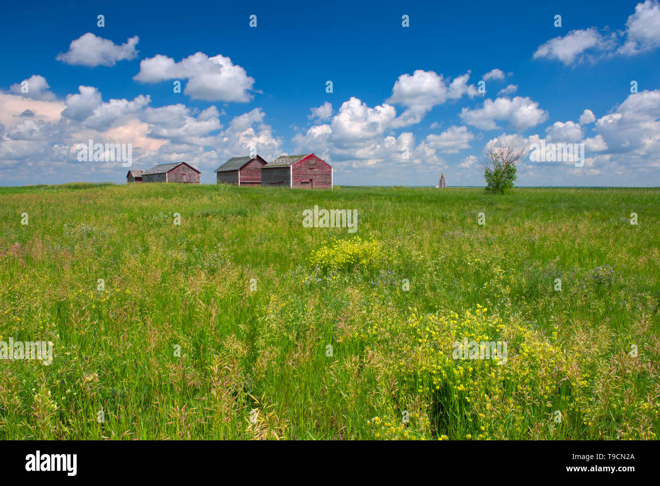 Graneries and clouds Oyen Alberta Canada Stock Photo Alamy