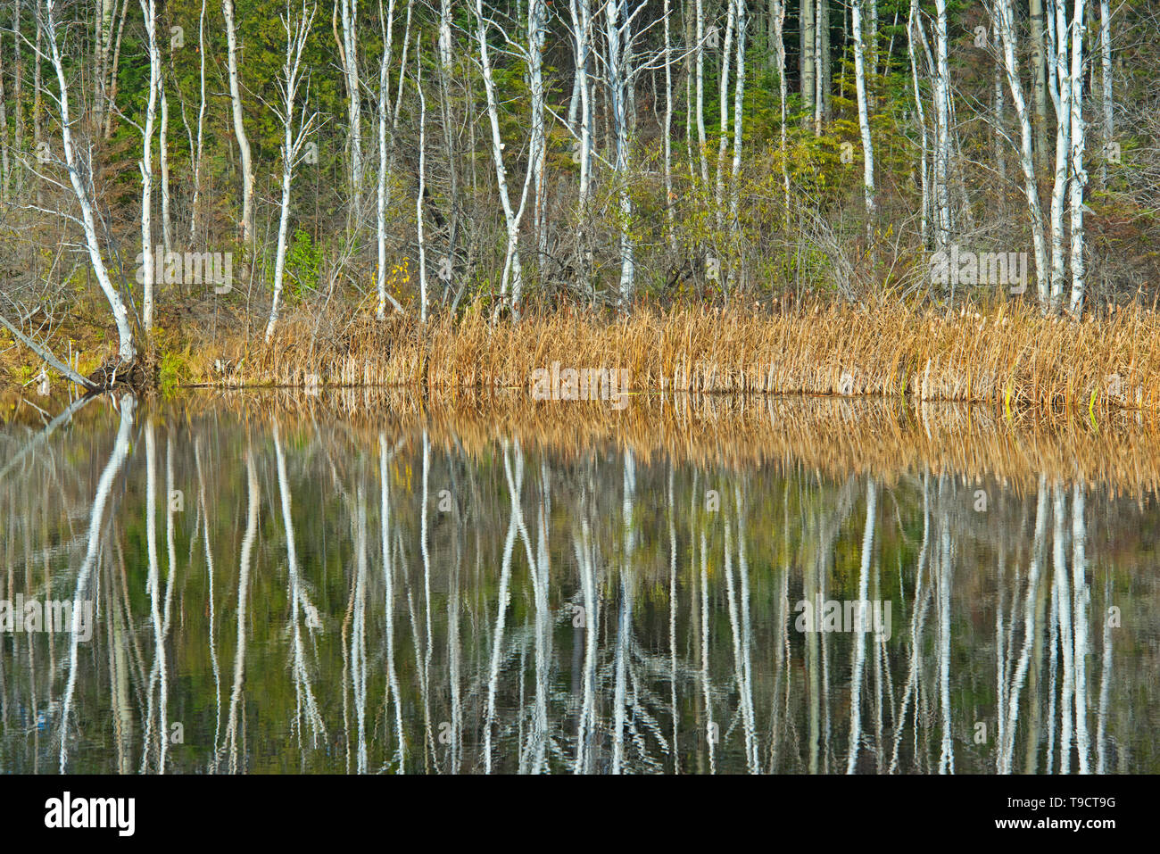 White birch (Betula papyrifera) trees reflected in Long Lake, Longlac