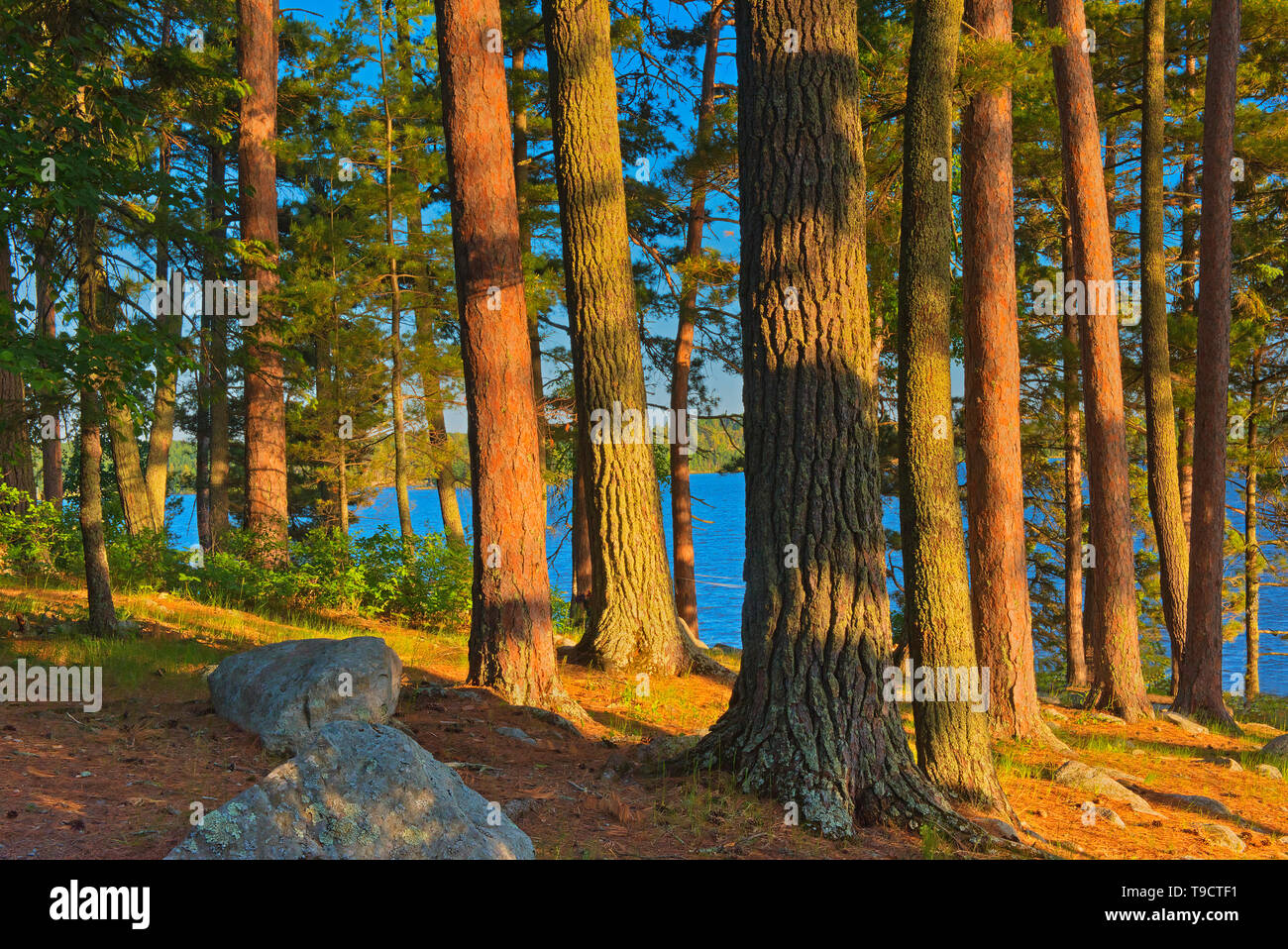 Mature white pine (Pinus strobi) and red pine (Pinus resinosa) at sunset, Ontario, Canada Stock Photo