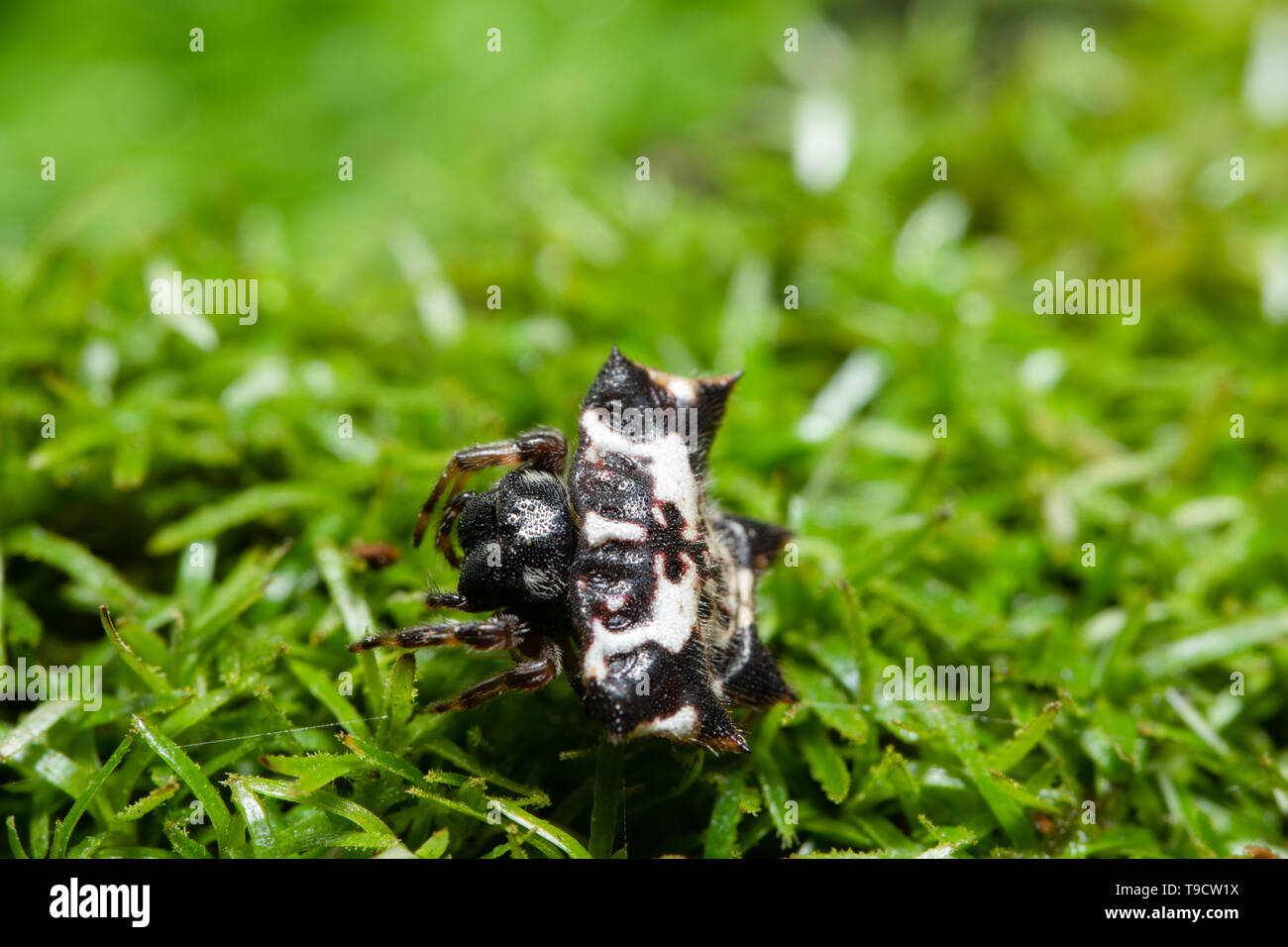 Macro spider on grass forest Stock Photo - Alamy