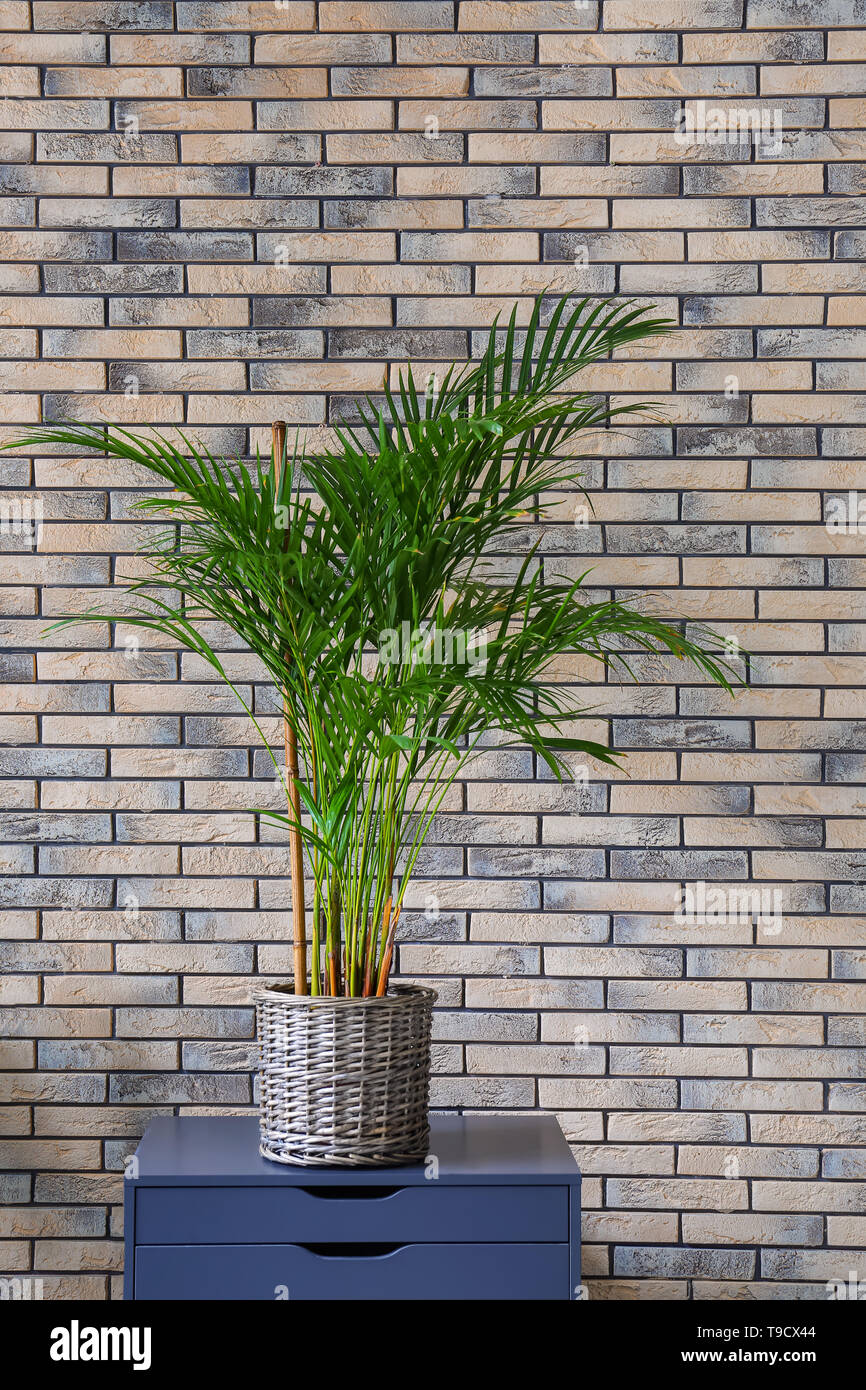 Decorative Areca palm on commode near brick wall Stock Photo