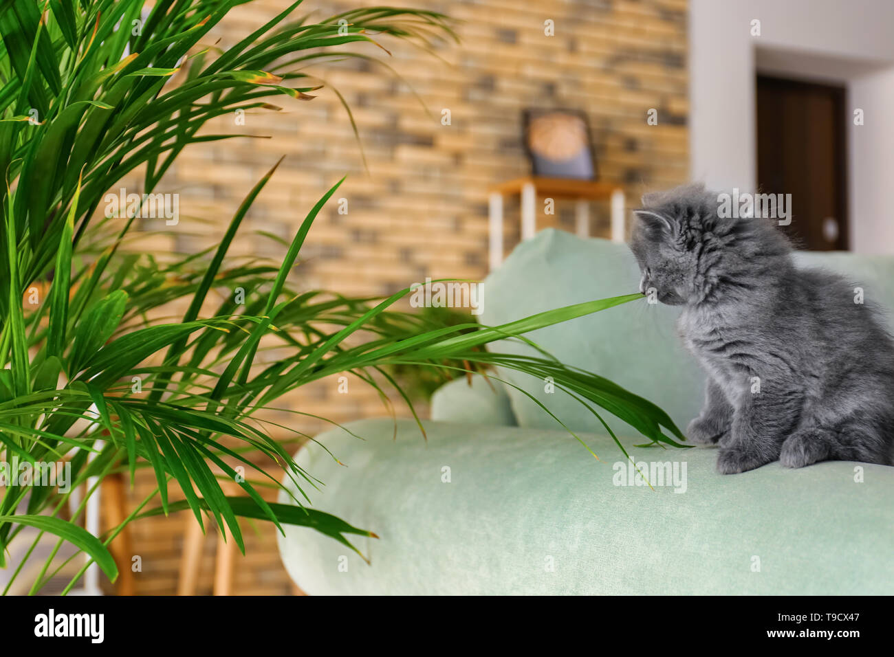 Cute little kitten near Areca palm at home Stock Photo