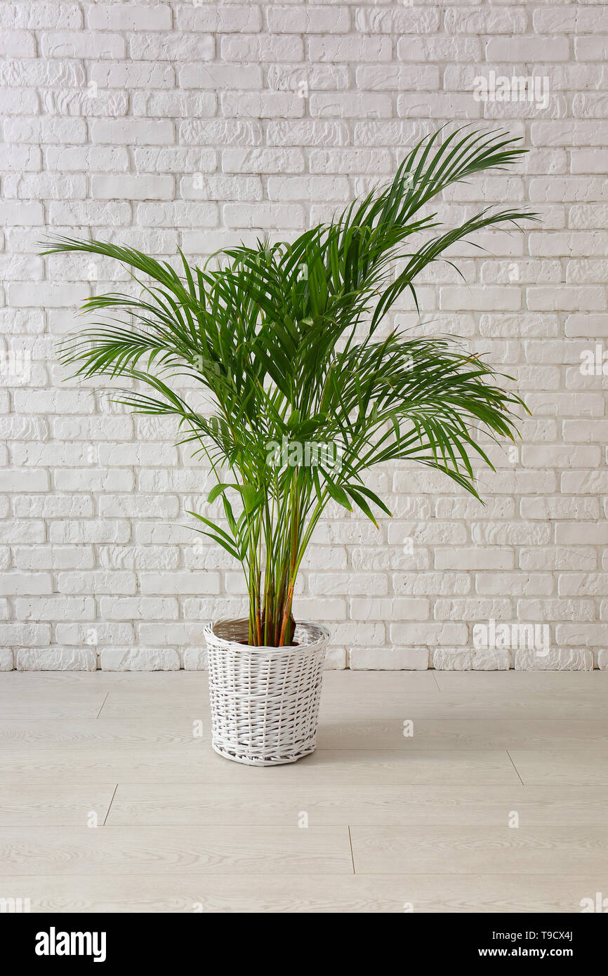 Decorative Areca palm near white brick wall Stock Photo