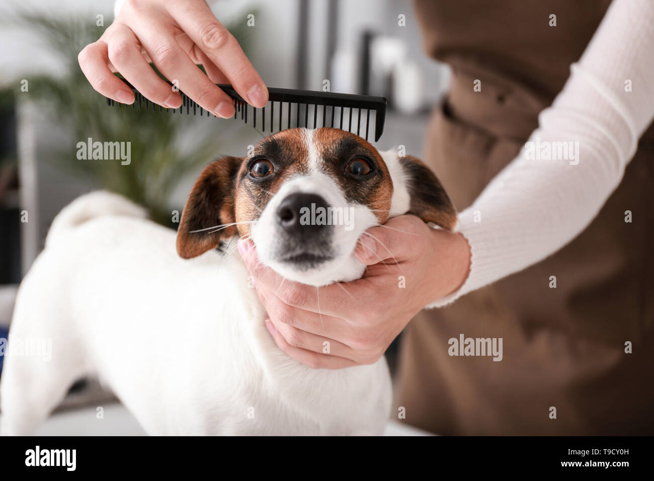 Female groomer taking care of dog's hair in salon Stock Photo Alamy