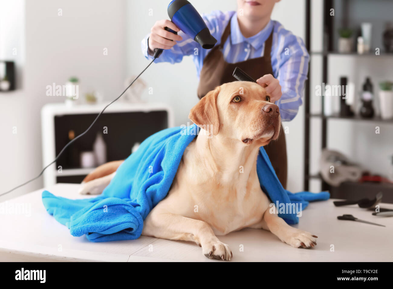 Female groomer drying dog's hair after washing in salon Stock Photo Alamy