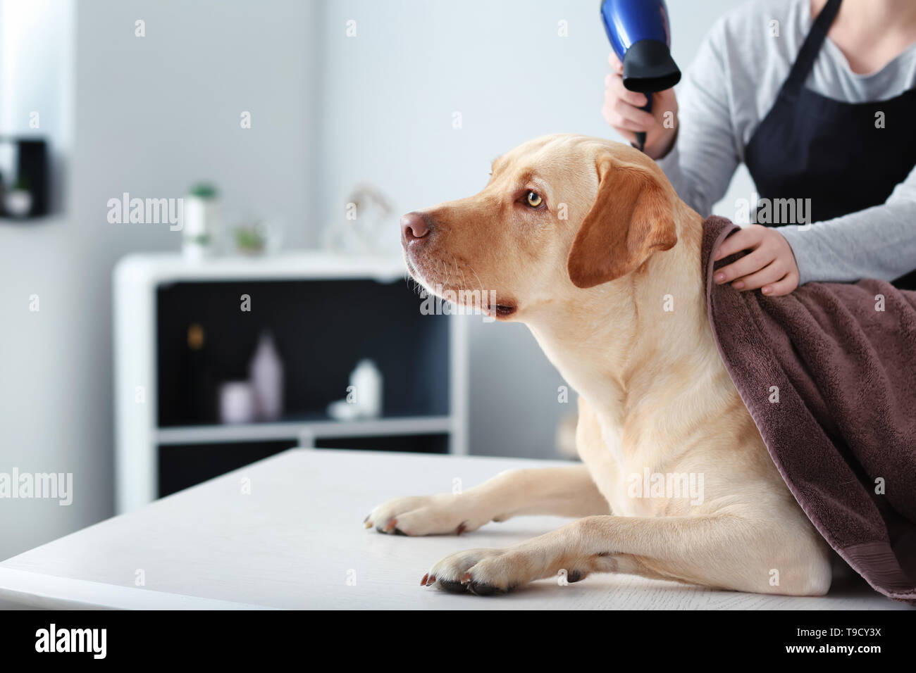 Female groomer drying dog's hair after washing in salon Stock Photo Alamy