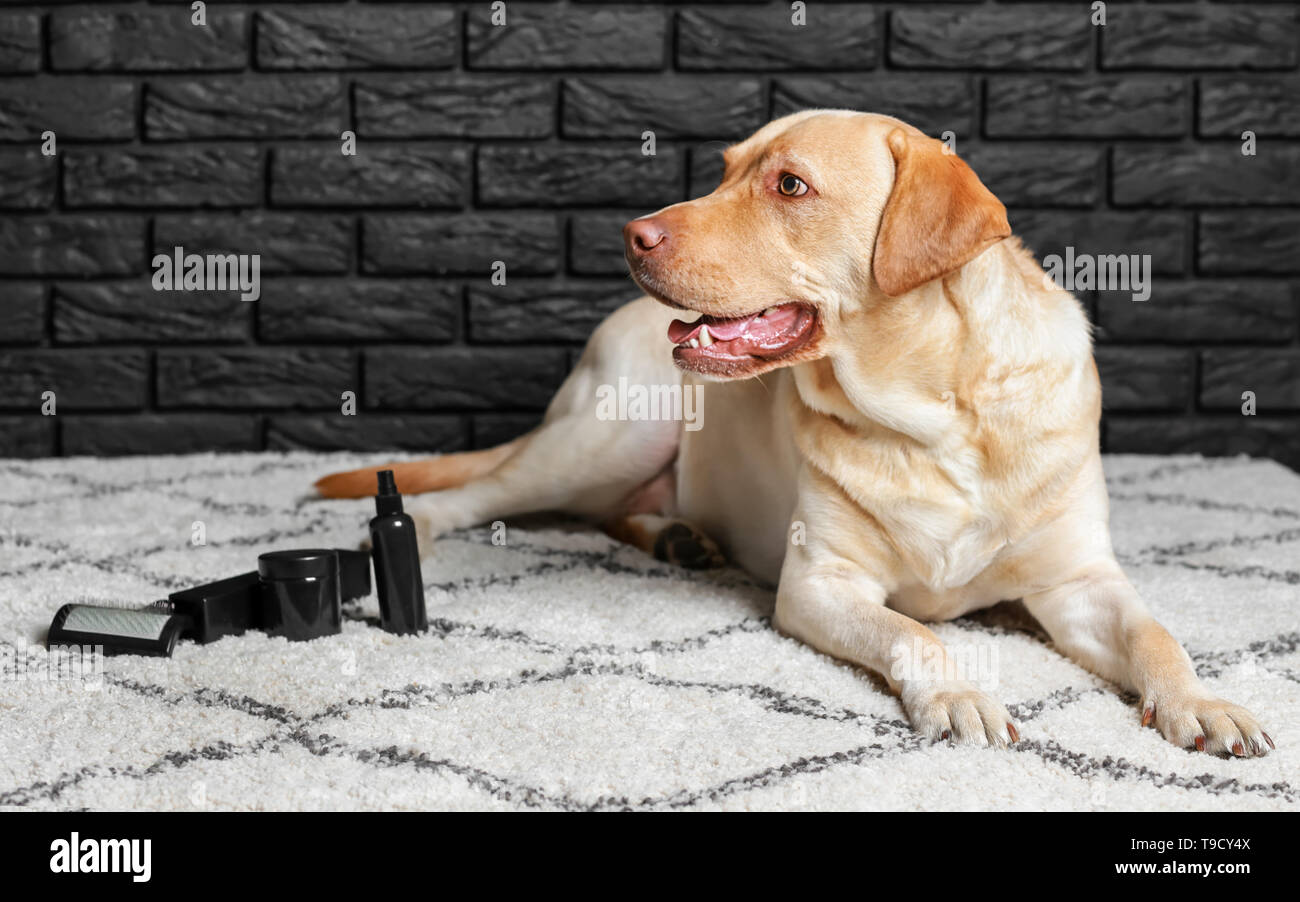 labrador grooming kit