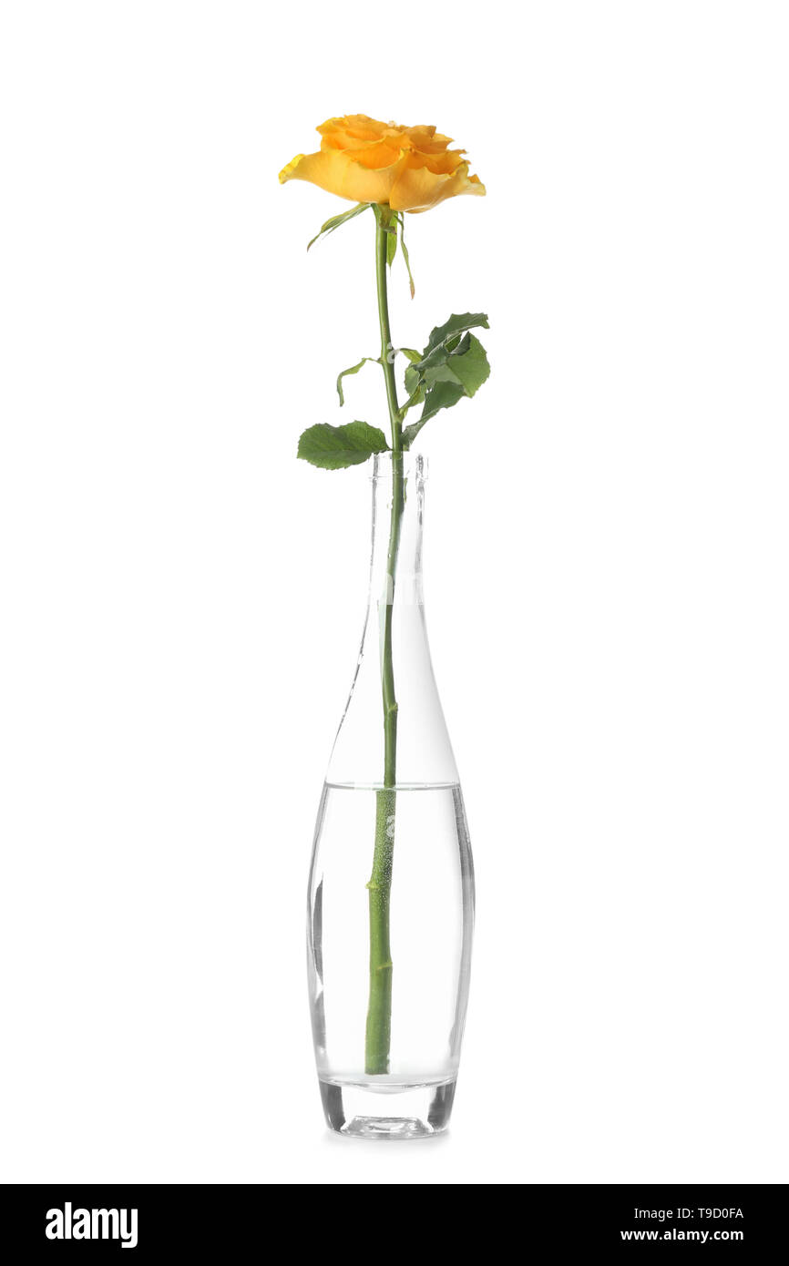Beautiful rose flower in glass vase on white background Stock Photo - Alamy