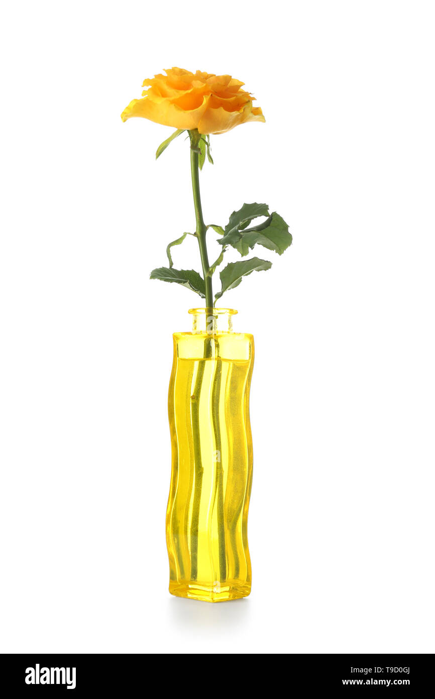 Beautiful rose flower in glass vase on white background Stock Photo - Alamy