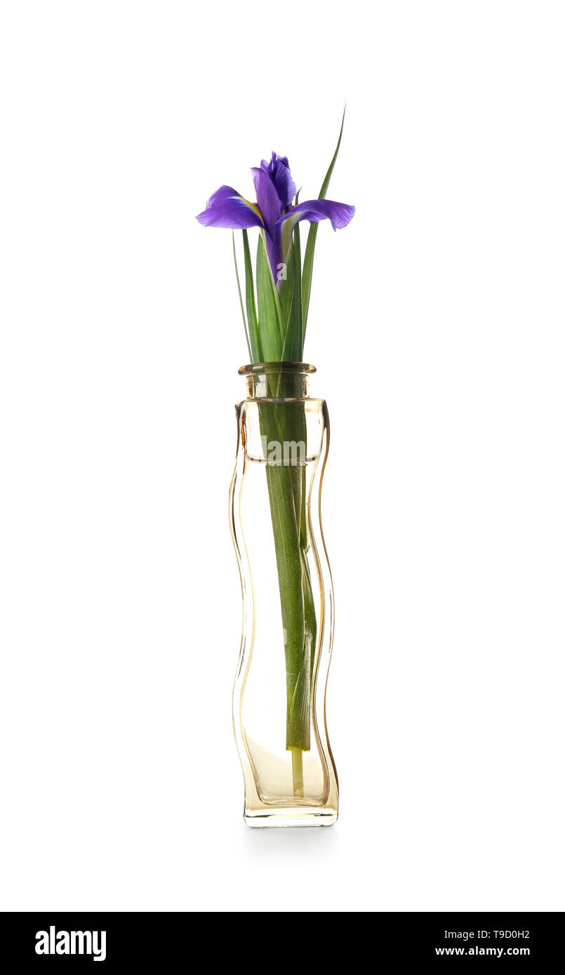 Beautiful flower in glass vase on white background Stock Photo Alamy