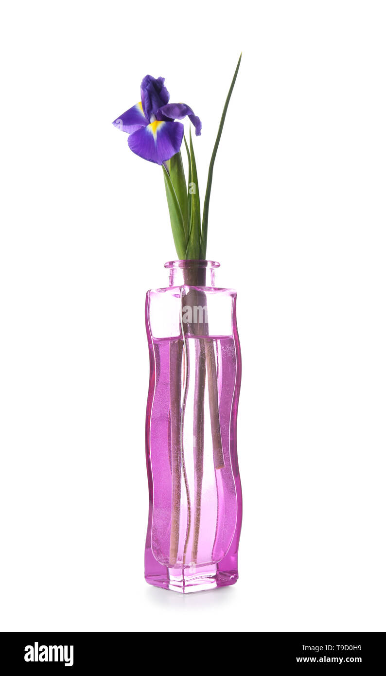 Beautiful flower in glass vase on white background Stock Photo Alamy