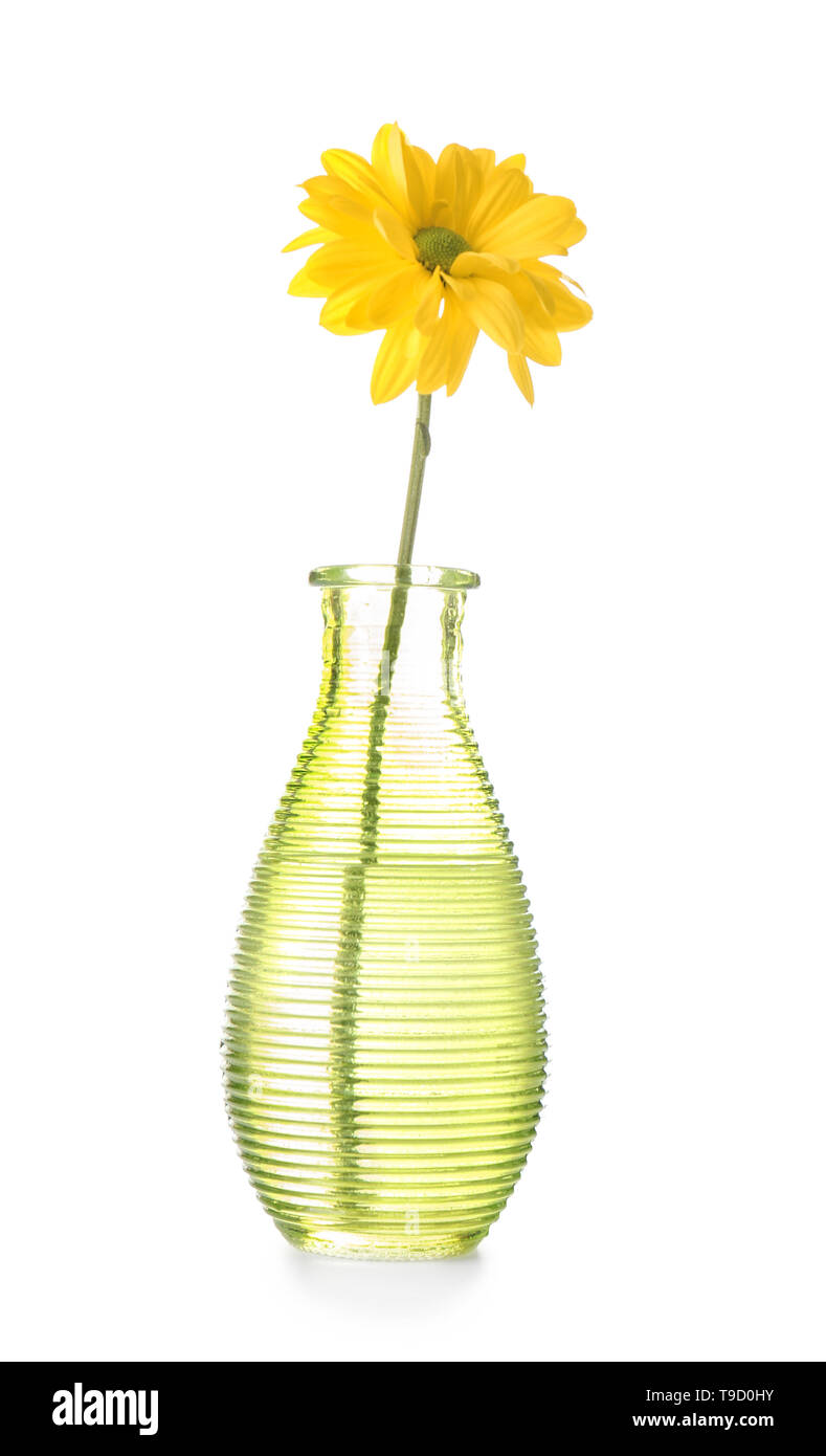 Beautiful flower in glass vase on white background Stock Photo Alamy