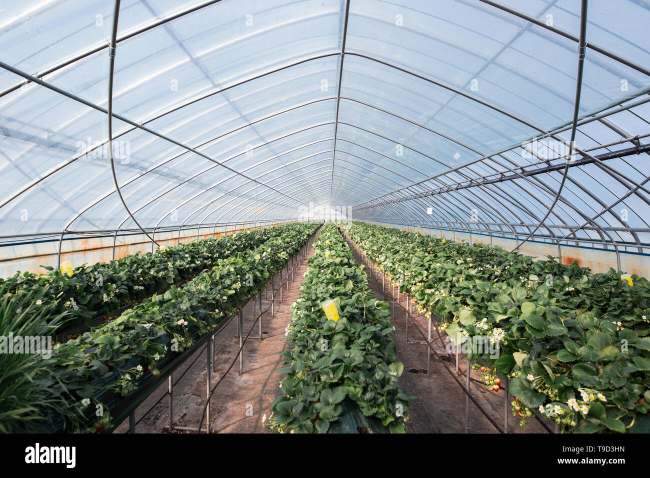 A picture of strawberry plants in a greenhouse Stock Photo - Alamy