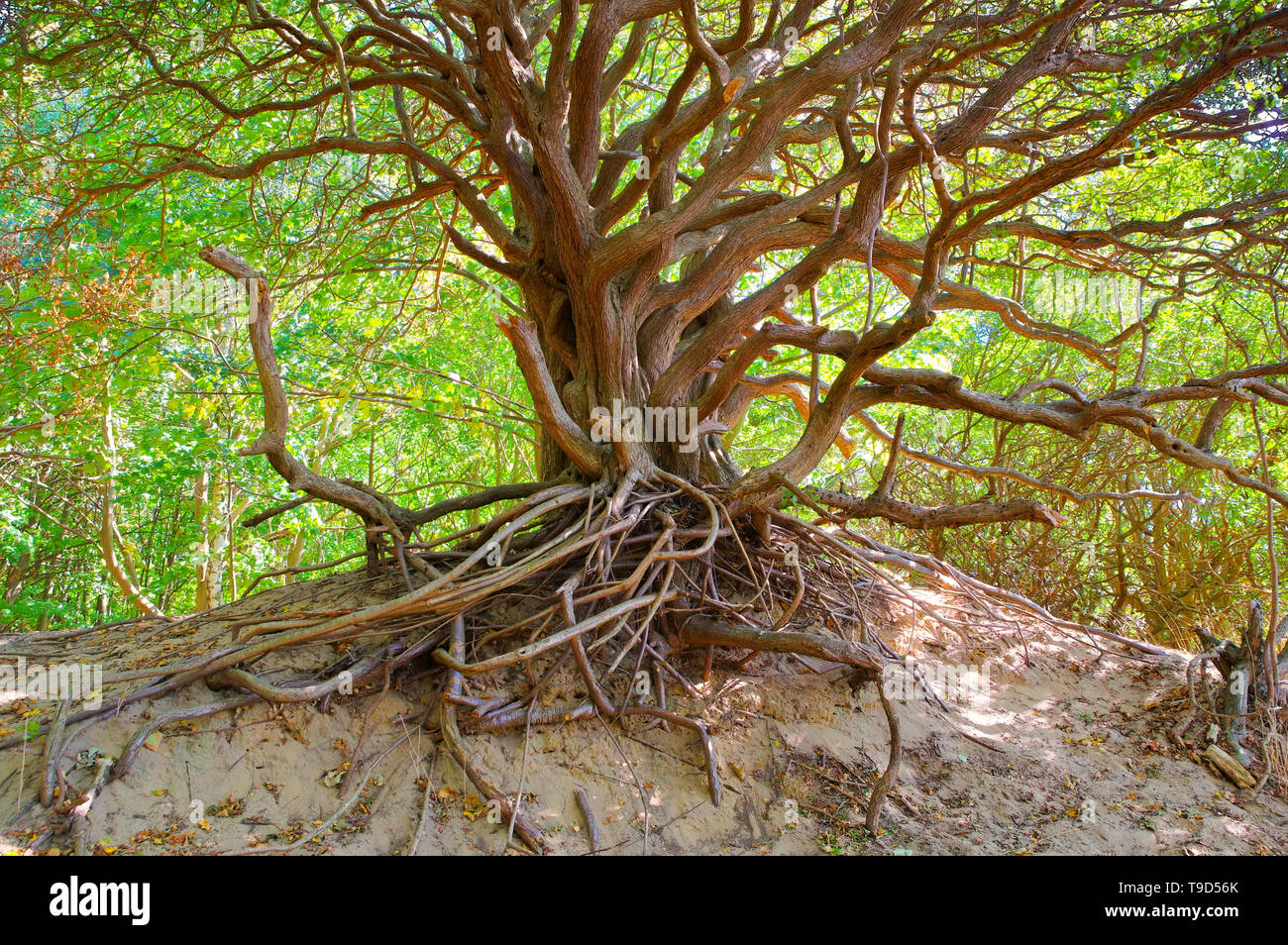 the island Hiddensee, tree in the dunes Stock Photo
