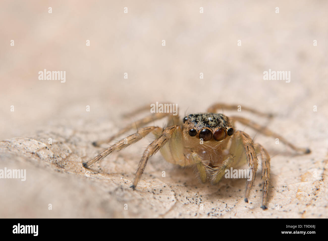 Macro spider on a branch of a leaf Stock Photo - Alamy