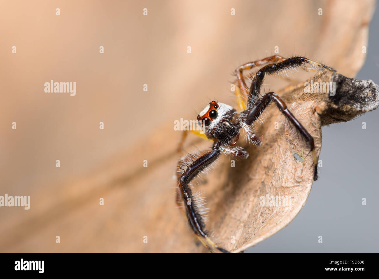 Macro spider on a branch of a leaf Stock Photo - Alamy