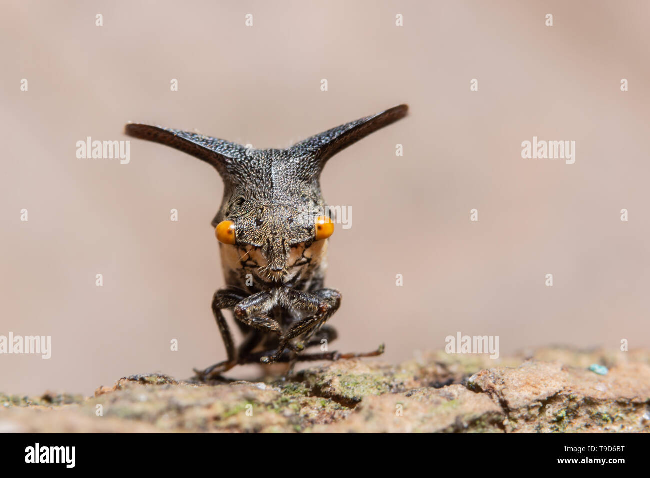 Strange treehopper macro is in the plant Stock Photo - Alamy