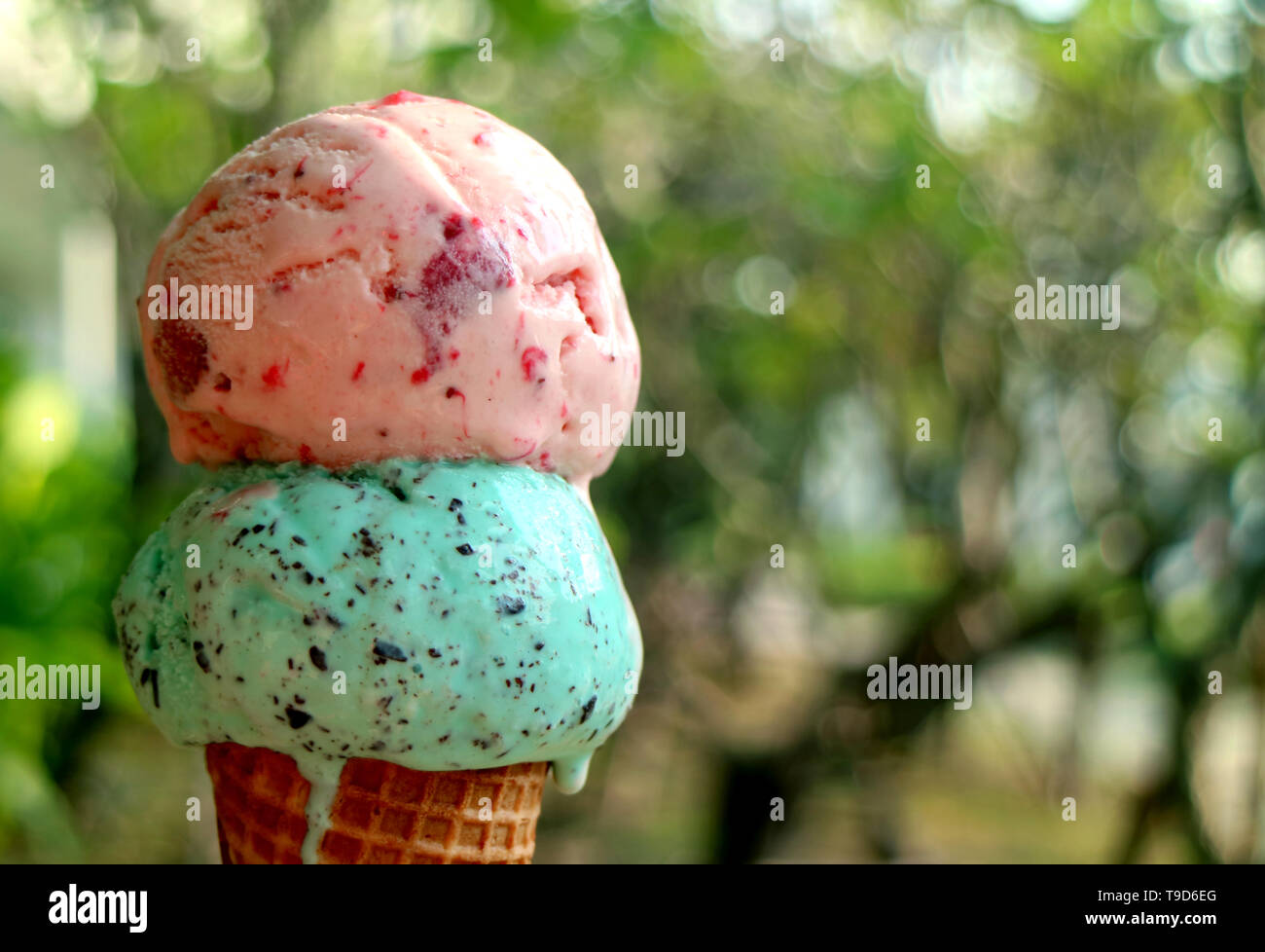 Melting two scoops of Ice cream cone in the sunlight against blurry green foliage Stock Photo