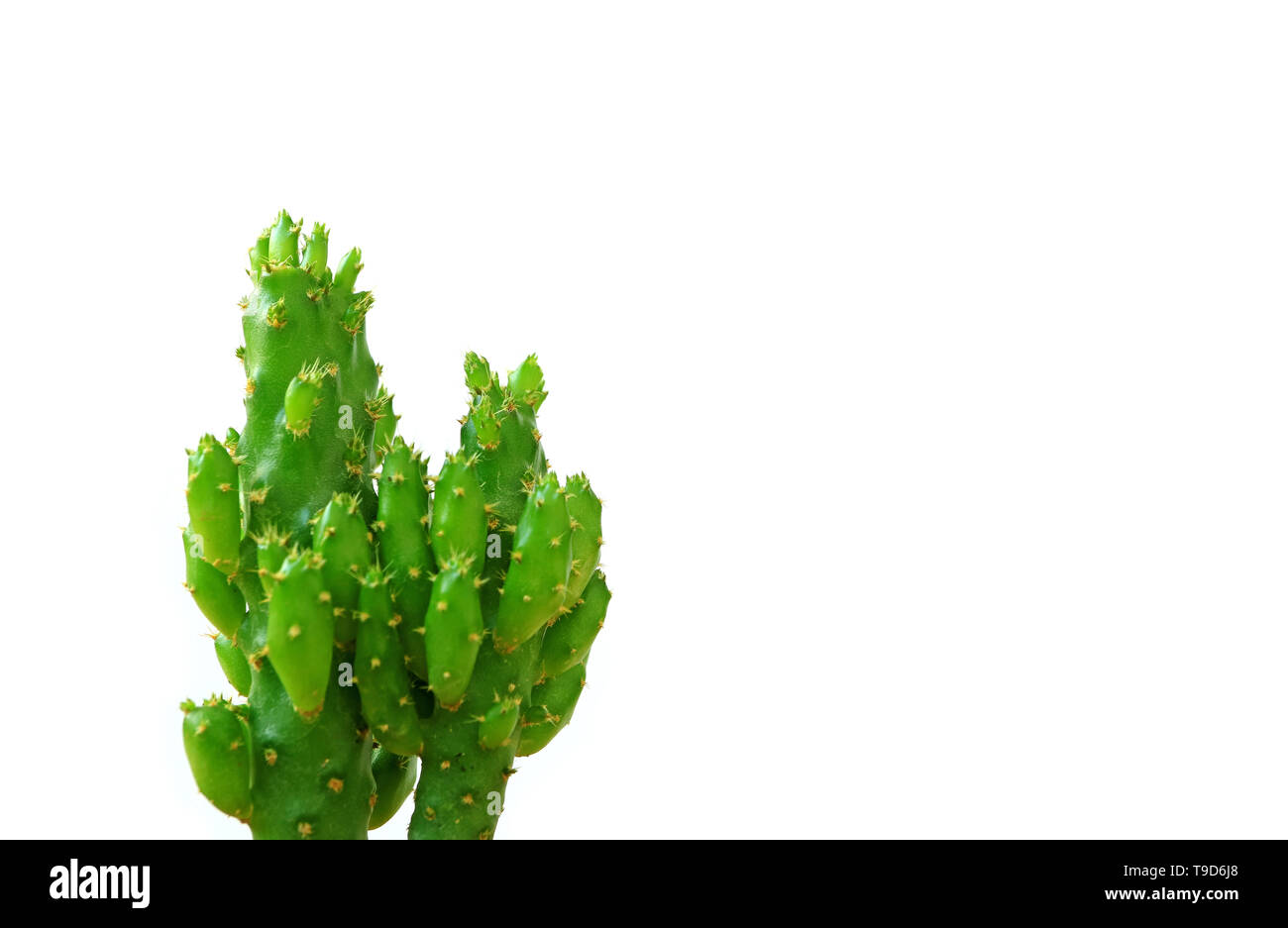 Closeup of mini cactus plants isolated on white background, vertical photo with free space for text and design Stock Photo