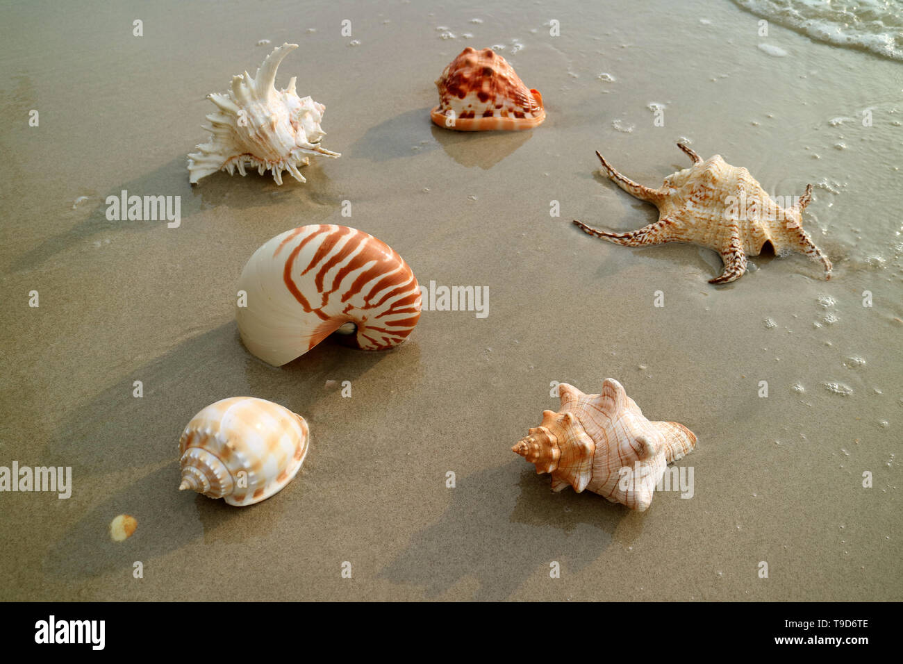 Various types of beautiful natural seashells on the wet sand beach Stock Photo