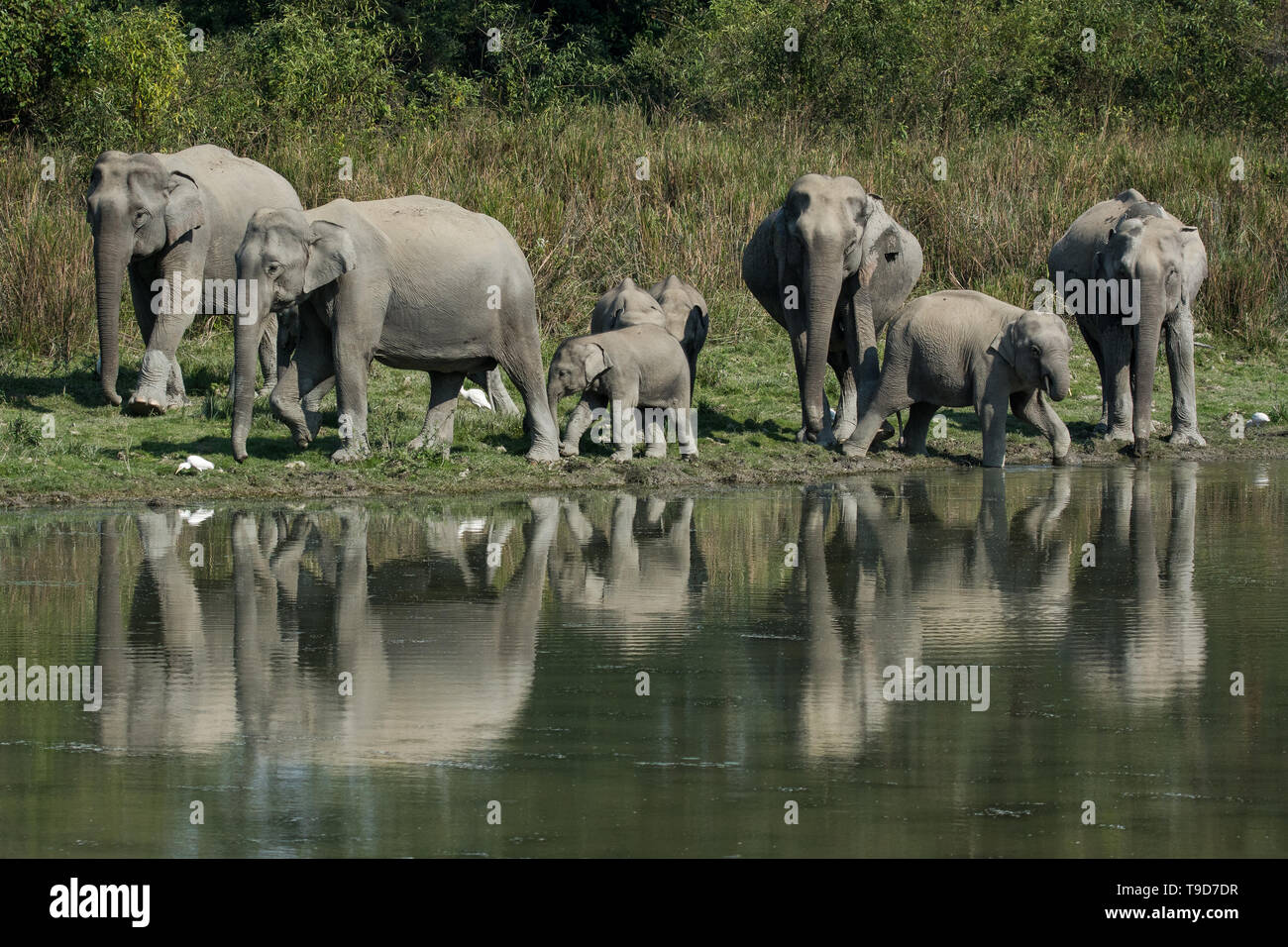 A herd of Asian elephant (Elephas maximus) Stock Photo