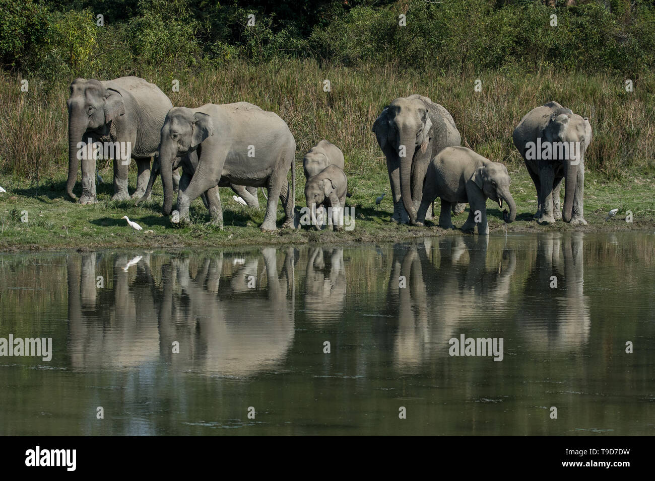 A herd of Asian elephant (Elephas maximus) were visiting their territory at Kaziranga National Park Stock Photo