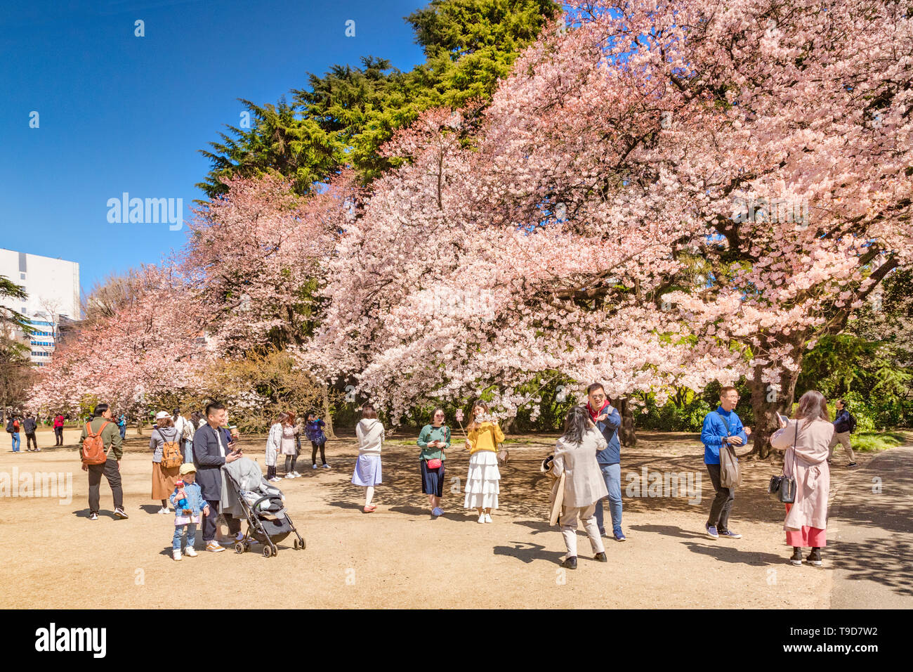 4 April 2019: Tokyo, Japan - Cherry Blossom in Shinjuku Gyoen Park in spring, with visitors taking photos and selfies. Stock Photo