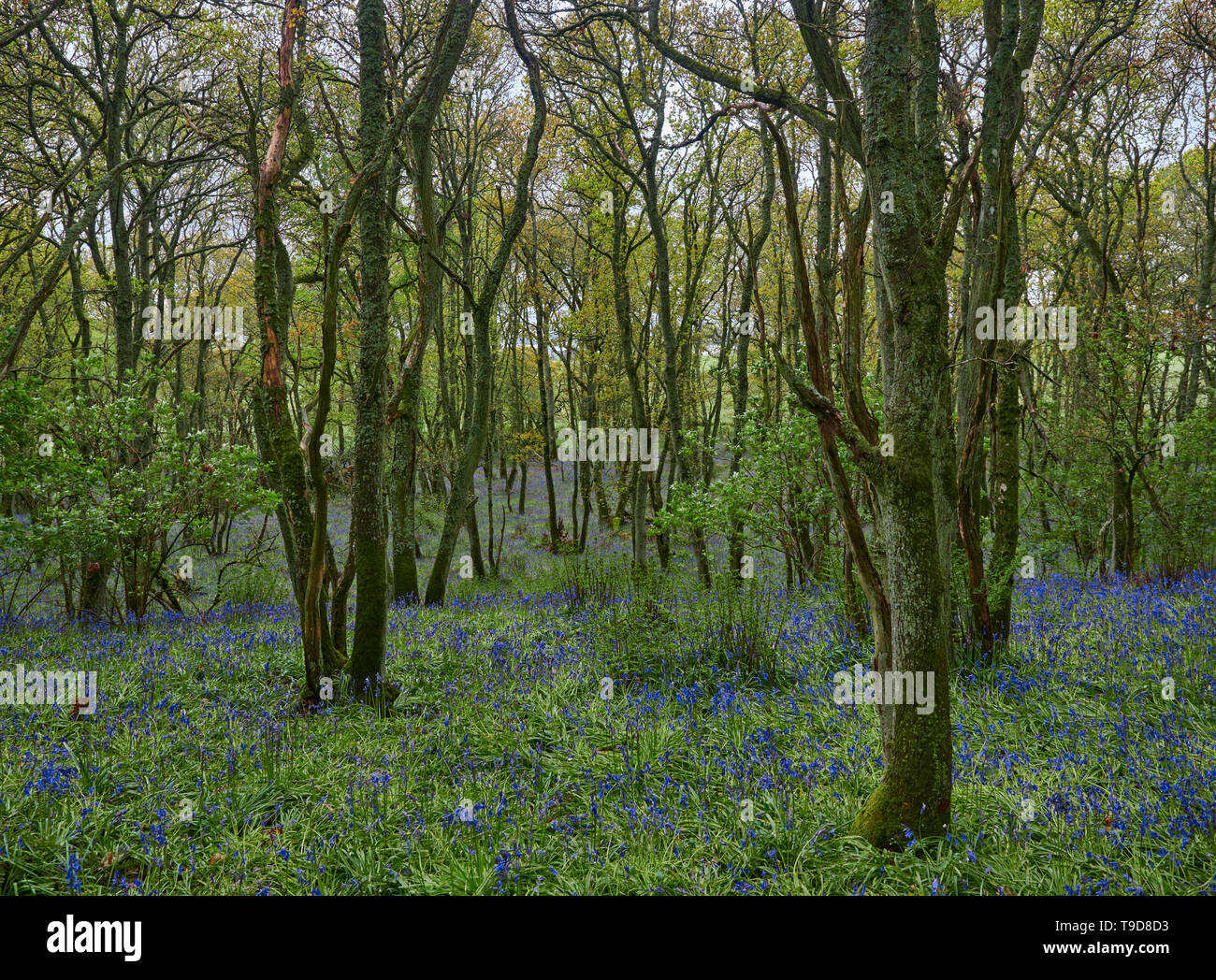 Hyacinthoides nonscripta, most commonly known as Bluebell Wildflowers