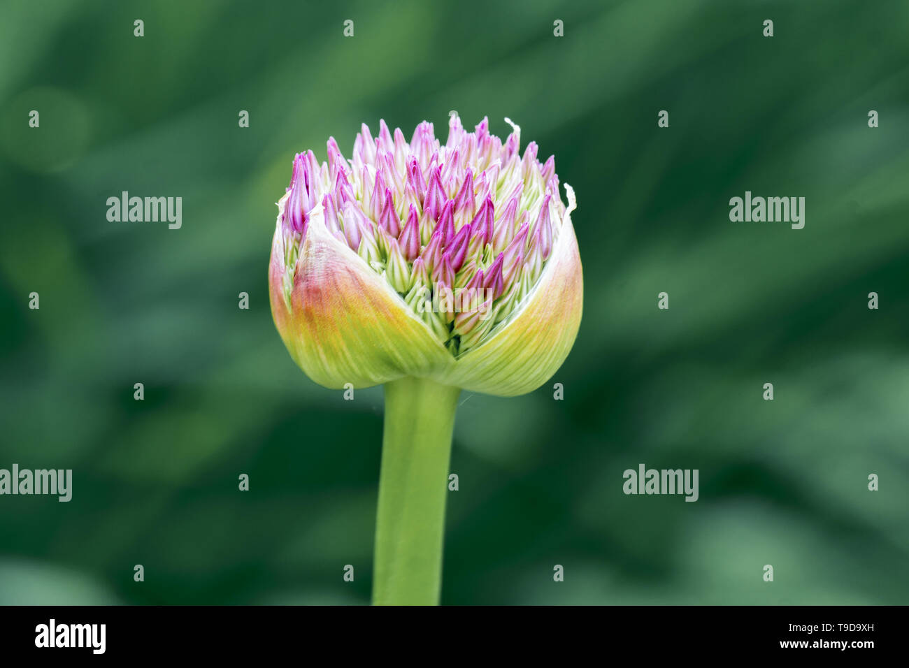 Macro close up of an isolated pink ornamental onion allium flower bud showing many details Stock Photo