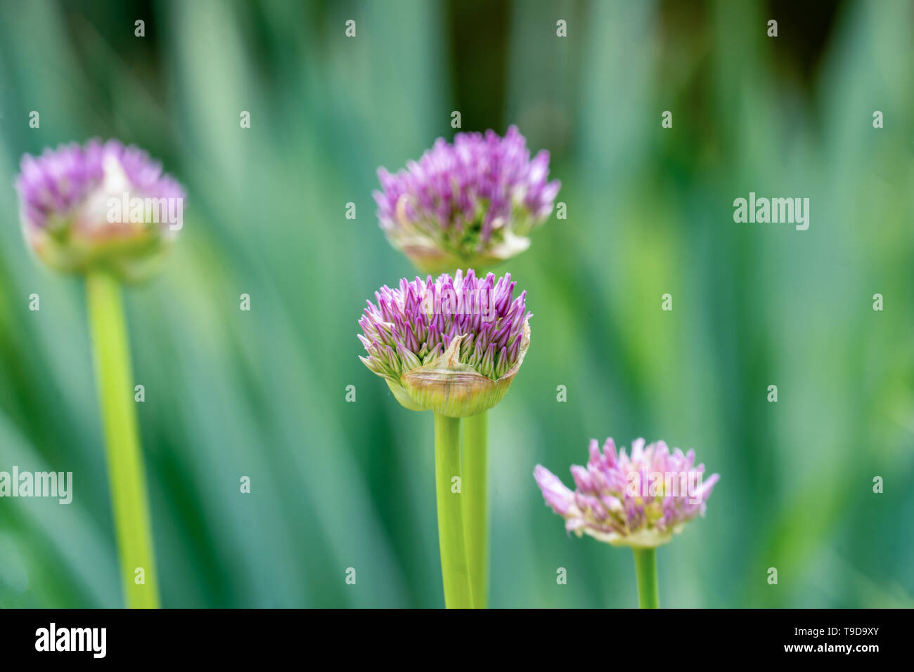 Macro close up of several isolated pink ornamental onion allium flower buds showing many details Stock Photo