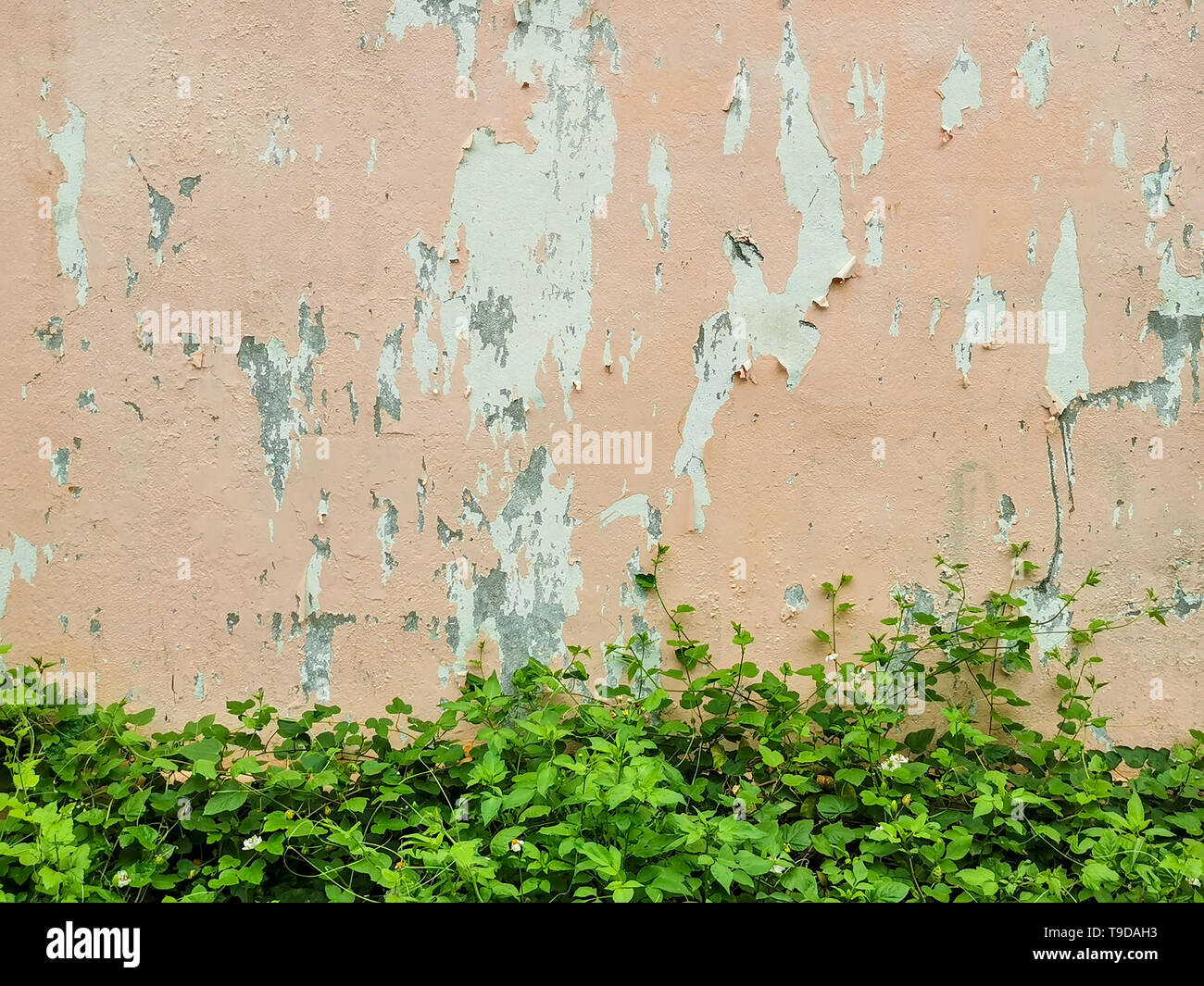 Old painted peach wall background Stock Photo