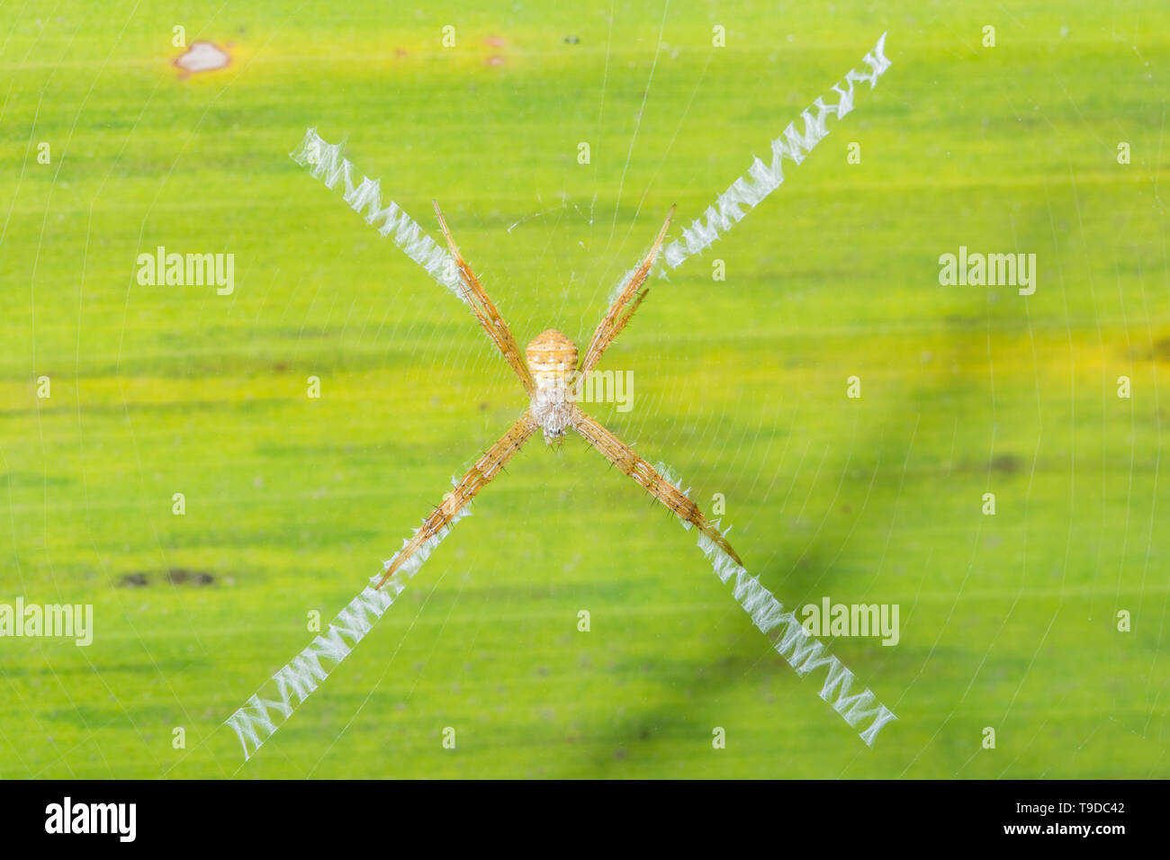 Macro spider on the leaf Stock Photo - Alamy