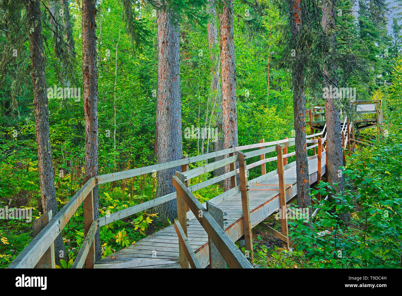 Wooden boardwalk leading from the parking lot through the boreal forest to Pisew Falls, Pisew Falls Provincial Park, Manitoba, Canada Stock Photo