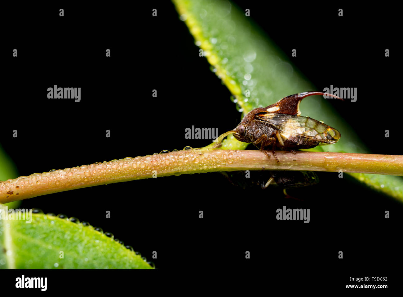 Macro Strange treehopper are the branches Stock Photo - Alamy