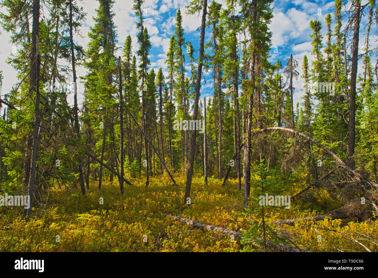 Black spruce trees and labrador tea in the Boreal forest  Pisew Falls Provincial Park Manitoba Canada Stock Photo