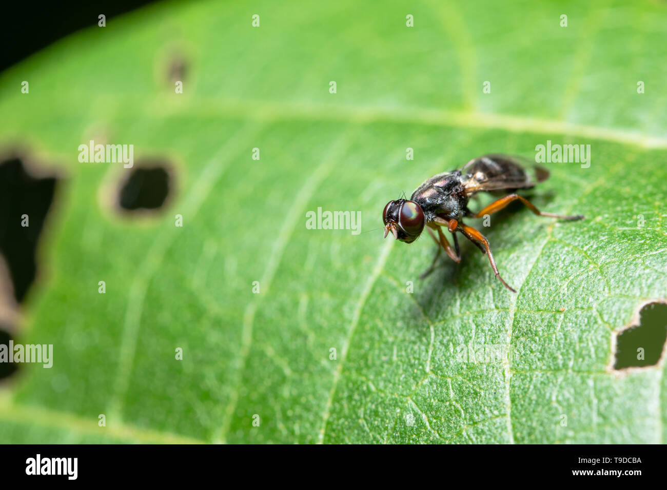 Insect on the branch Stock Photo - Alamy