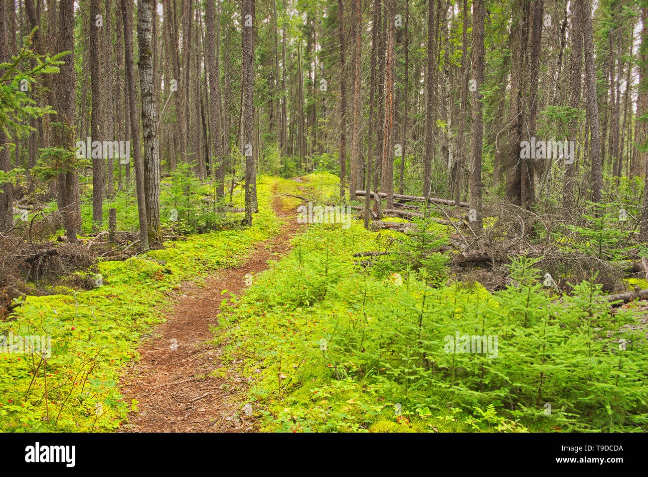Black spruce trees and moss covered forest floor in the Boreal forest  Pisew Falls Provincial Park Manitoba Canada Stock Photo