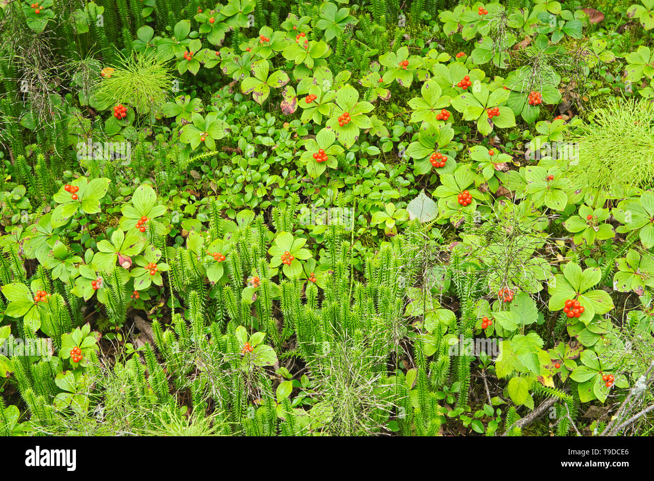 Boreal Forest Plants