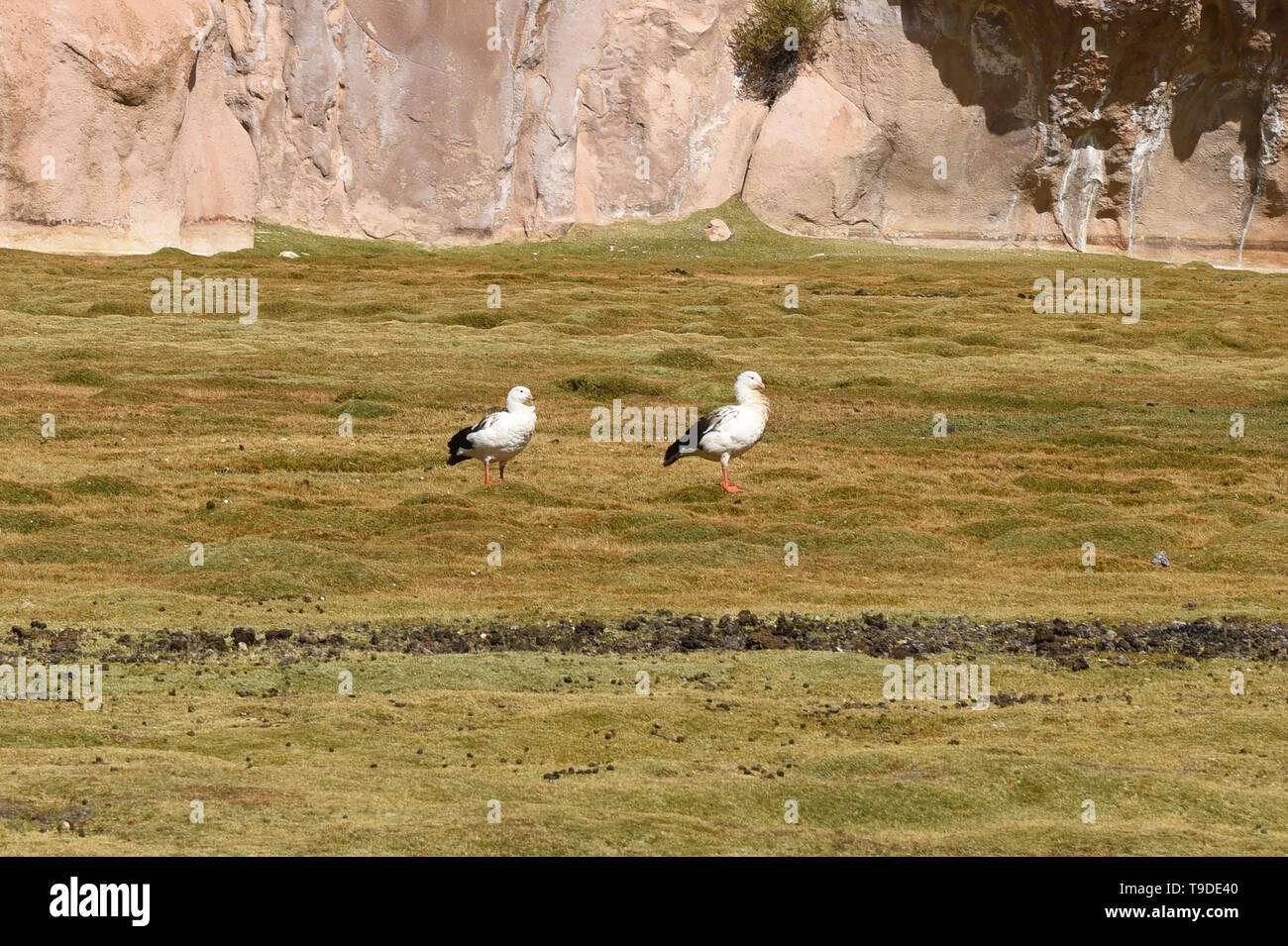 Andean geese (Neochen melanoptera) on the altiplano, Salar de Uyuni, Bolivia Stock Photo
