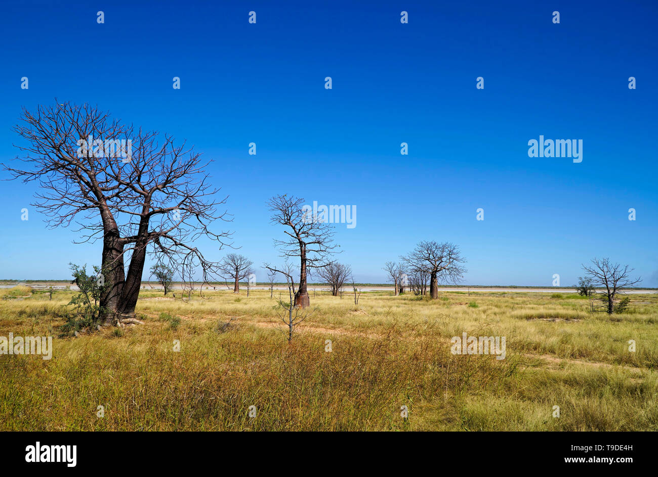 Lots of Boab trees growing in Western Australia. Stock Photo