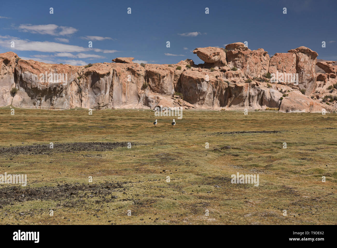 Andean geese (Neochen melanoptera) on the altiplano, Salar de Uyuni, Bolivia Stock Photo